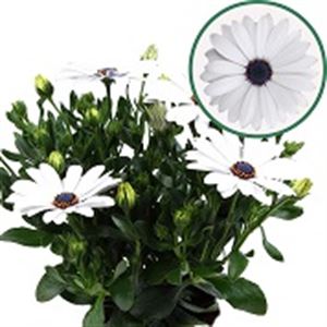 Bild von Osteospermum  P12 Blanca(wit)